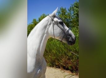 Andalusier, Stute, 7 Jahre, 152 cm, White