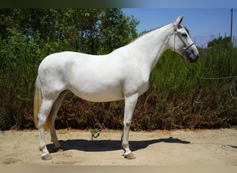 Andalusier, Stute, 7 Jahre, 152 cm, White