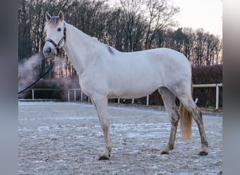 Andalusier, Stute, 7 Jahre, 153 cm, Schimmel