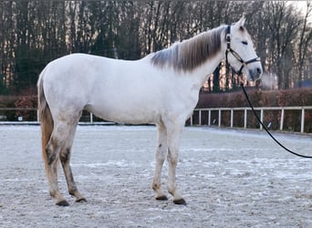 Andalusier, Stute, 7 Jahre, 153 cm, Schimmel