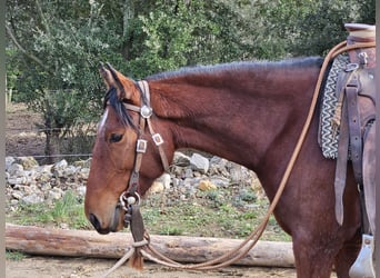 Andalusier, Stute, 7 Jahre, 154 cm