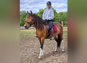 Andalusier Mix, Stute, 7 Jahre, 155 cm, Brauner