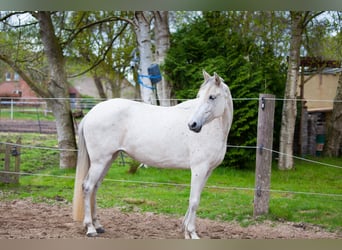 Andalusier, Stute, 7 Jahre, 155 cm, Schimmel