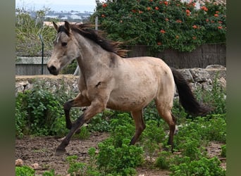 Andalusier, Stute, 7 Jahre, 156 cm, Falbe