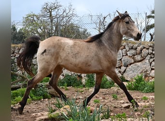 Andalusier, Stute, 7 Jahre, 156 cm, Falbe