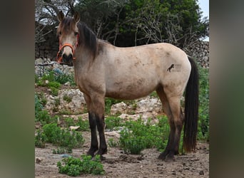 Andalusier, Stute, 7 Jahre, 156 cm, Falbe