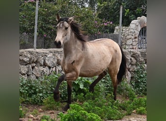 Andalusier, Stute, 7 Jahre, 156 cm, Falbe
