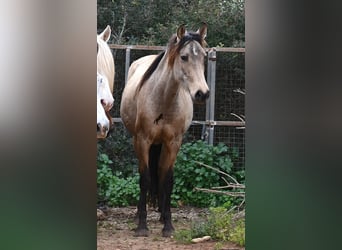 Andalusier, Stute, 7 Jahre, 156 cm, Falbe