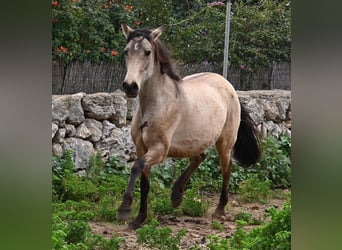 Andalusier, Stute, 7 Jahre, 156 cm, Falbe