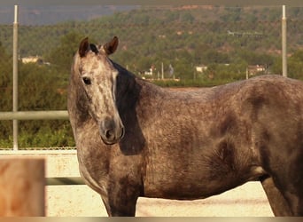 Andalusier, Stute, 7 Jahre, 157 cm, Apfelschimmel