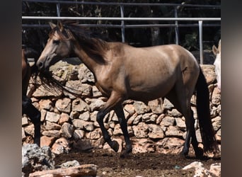 Andalusier, Stute, 7 Jahre, 157 cm, Falbe