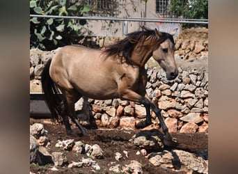 Andalusier, Stute, 7 Jahre, 157 cm, Falbe