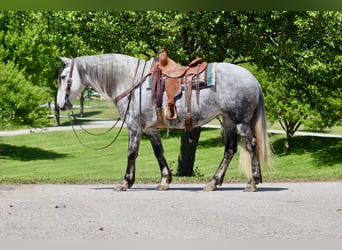 Andalusier Mix, Stute, 7 Jahre, 157 cm, Schimmel