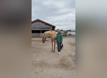 Andalusier, Stute, 7 Jahre, 158 cm, Palomino