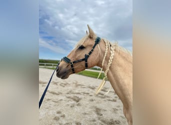 Andalusier, Stute, 7 Jahre, 158 cm, Palomino