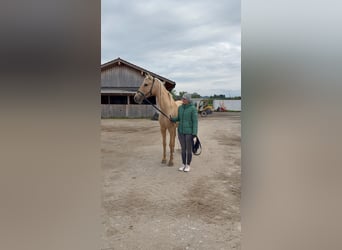 Andalusier, Stute, 7 Jahre, 158 cm, Palomino