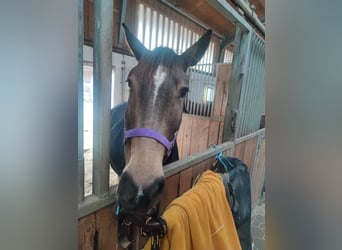 Andalusier, Stute, 7 Jahre, 160 cm, Falbe