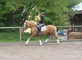 Andalusier, Stute, 7 Jahre, 163 cm, Palomino