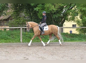 Andalusier, Stute, 7 Jahre, 163 cm, Palomino