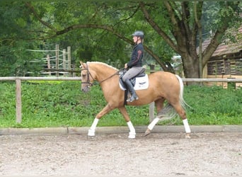 Andalusier, Stute, 7 Jahre, 163 cm, Palomino