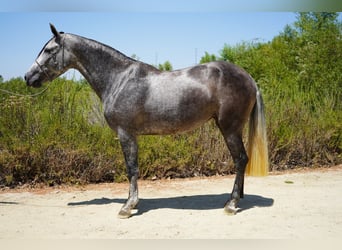 Andalusier, Stute, 7 Jahre, 163 cm, Schimmel