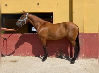 Andalusier, Stute, 7 Jahre, 164 cm, Brauner
