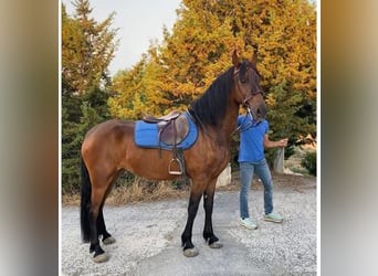 Andalusier, Stute, 7 Jahre, 165 cm, Brauner