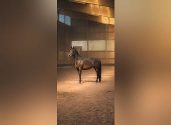 Andalusier, Stute, 7 Jahre, 165 cm