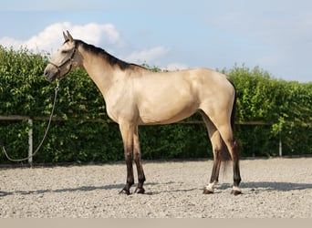 Andalusier, Stute, 7 Jahre, 165 cm, Falbe