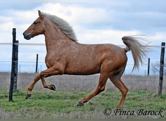 Andalusier, Stute, 7 Jahre, 165 cm, Palomino