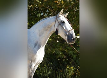 Andalusier, Stute, 7 Jahre, Schimmel