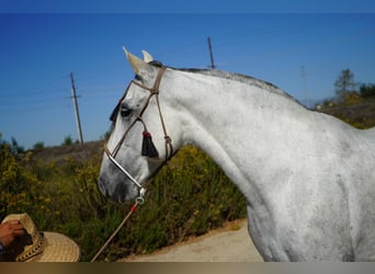 Andalusier, Stute, 7 Jahre, Schimmel