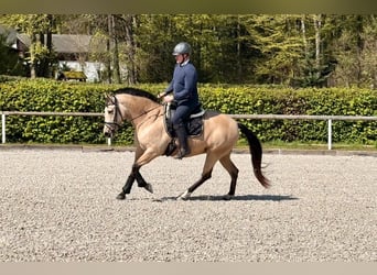 Andalusier, Stute, 8 Jahre, 150 cm, Falbe