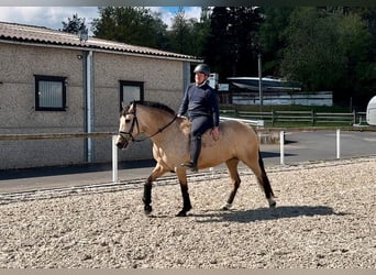 Andalusier, Stute, 8 Jahre, 150 cm, Falbe
