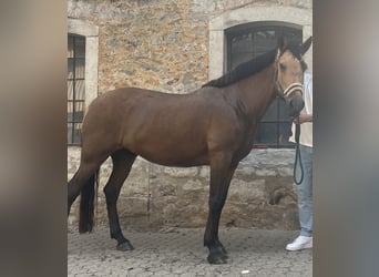 Andalusier Mix, Stute, 8 Jahre, 154 cm, Buckskin