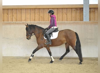 Andalusier, Stute, 8 Jahre, 155 cm, Brauner