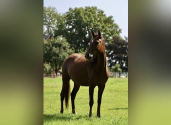 Andalusier, Stute, 8 Jahre, 155 cm, Brauner