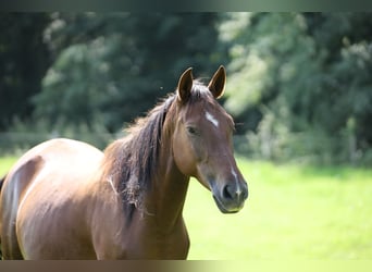 Andalusier, Stute, 8 Jahre, 155 cm, Brauner