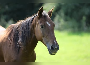 Andalusier, Stute, 8 Jahre, 155 cm, Brauner