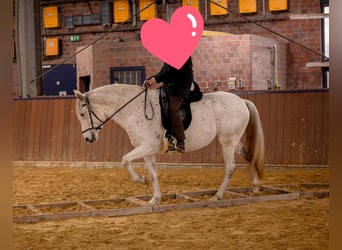 Andalusier, Stute, 8 Jahre, 155 cm, Schimmel