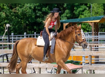 Andalusier, Stute, 8 Jahre, 156 cm, Fuchs