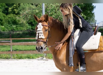 Andalusier, Stute, 8 Jahre, 156 cm, Fuchs
