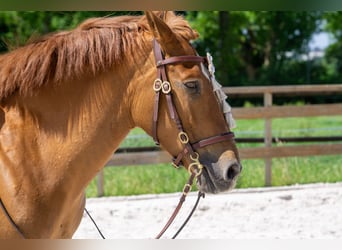 Andalusier, Stute, 8 Jahre, 156 cm, Fuchs
