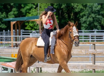 Andalusier, Stute, 8 Jahre, 156 cm, Fuchs