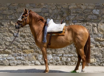 Andalusier, Stute, 8 Jahre, 156 cm, Fuchs