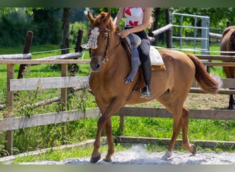 Andalusier, Stute, 8 Jahre, 156 cm, Fuchs