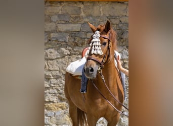 Andalusier, Stute, 8 Jahre, 156 cm, Fuchs