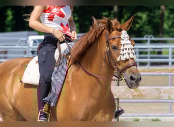 Andalusier, Stute, 8 Jahre, 156 cm, Fuchs