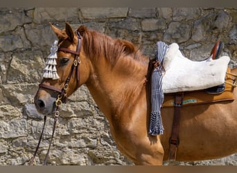 Andalusier, Stute, 8 Jahre, 156 cm, Fuchs