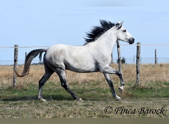 Andalusier, Stute, 8 Jahre, 156 cm, Schimmel
